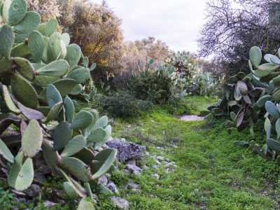 La vegetazione selvatica regna nel letto di Lama San Giorgio: qui i fichi d'India la fanno da padrone